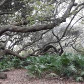 Review photo of Sea Camp Campground — Cumberland Island National Seashore by David S., October 11, 2021