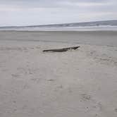 Review photo of Sea Camp Campground — Cumberland Island National Seashore by David S., October 11, 2021