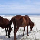 Review photo of Sea Camp Campground — Cumberland Island National Seashore by David S., October 11, 2021