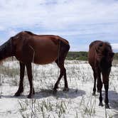 Review photo of Sea Camp Campground — Cumberland Island National Seashore by David S., October 11, 2021