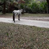 Review photo of Sea Camp Campground — Cumberland Island National Seashore by David S., October 11, 2021