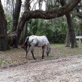 Review photo of Sea Camp Campground — Cumberland Island National Seashore by David S., October 11, 2021