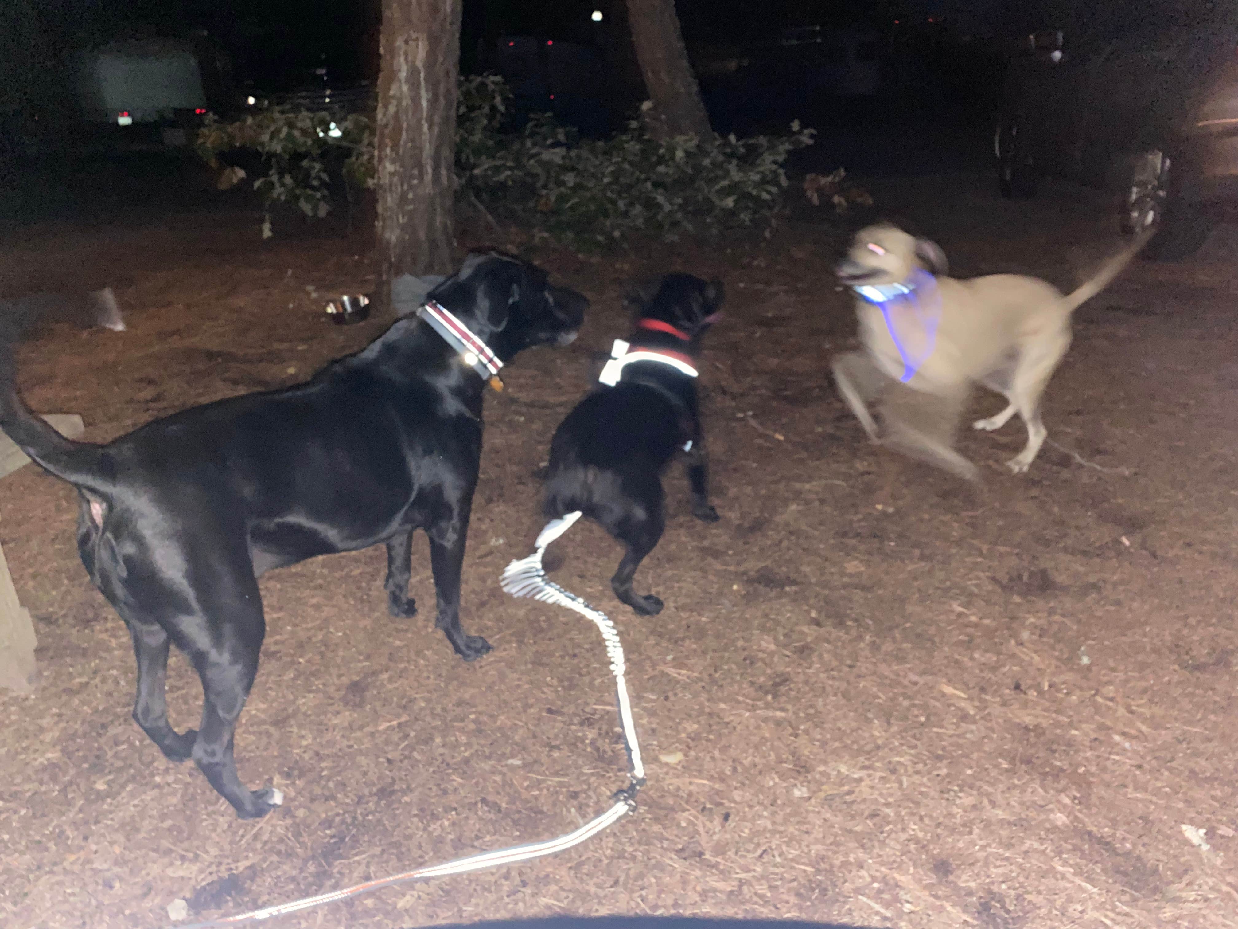 Camper-submitted photo at Adventure Bound Cape Cod: Horton's Campground near Truro, MA