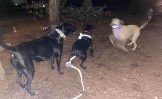 Melissa's photo of camping with pets at Adventure Bound Cape Cod: Horton's Campground near Dennis Port, MA