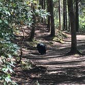 Review photo of Cades Cove Campground by Gail C., July 3, 2018