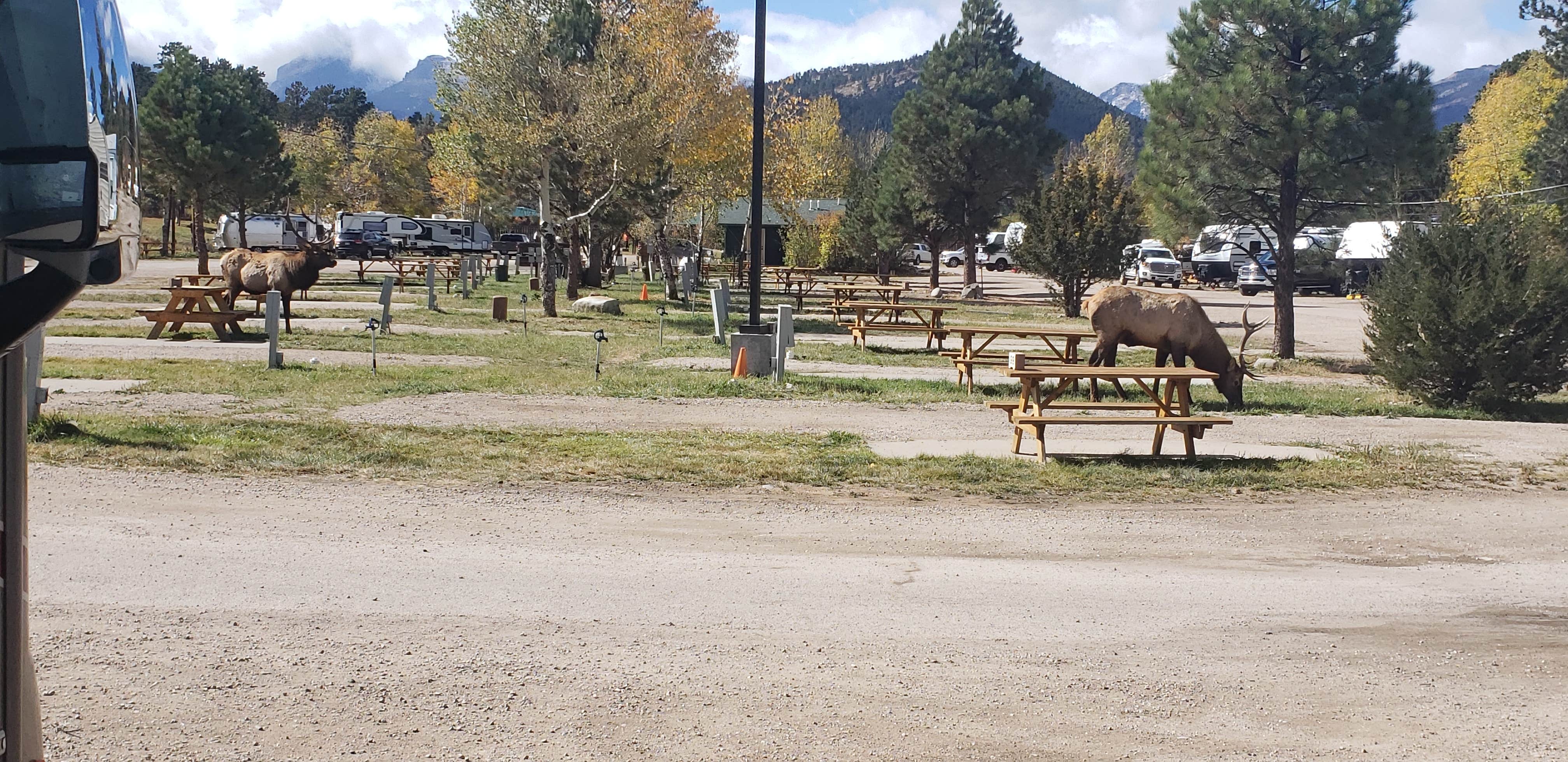 Camper submitted image from Manor RV Park - 3