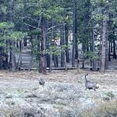 Review photo of Toiyabe National Forest McWilliams Campground by Les W., October 11, 2021