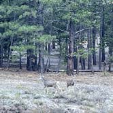 Review photo of Toiyabe National Forest McWilliams Campground by Les W., October 11, 2021