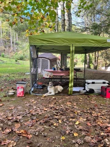 Sarah S.'s photo of camping with pets at Timberlake Campground near Bryson City, NC