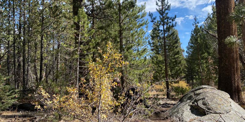 Camper submitted image from FR 22S05 - Dispersed Site