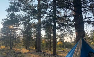 Ashley B.'s photo of a dispersed camping area at Utah Forest Road 13 Dispersed Camping near Vernal, UT