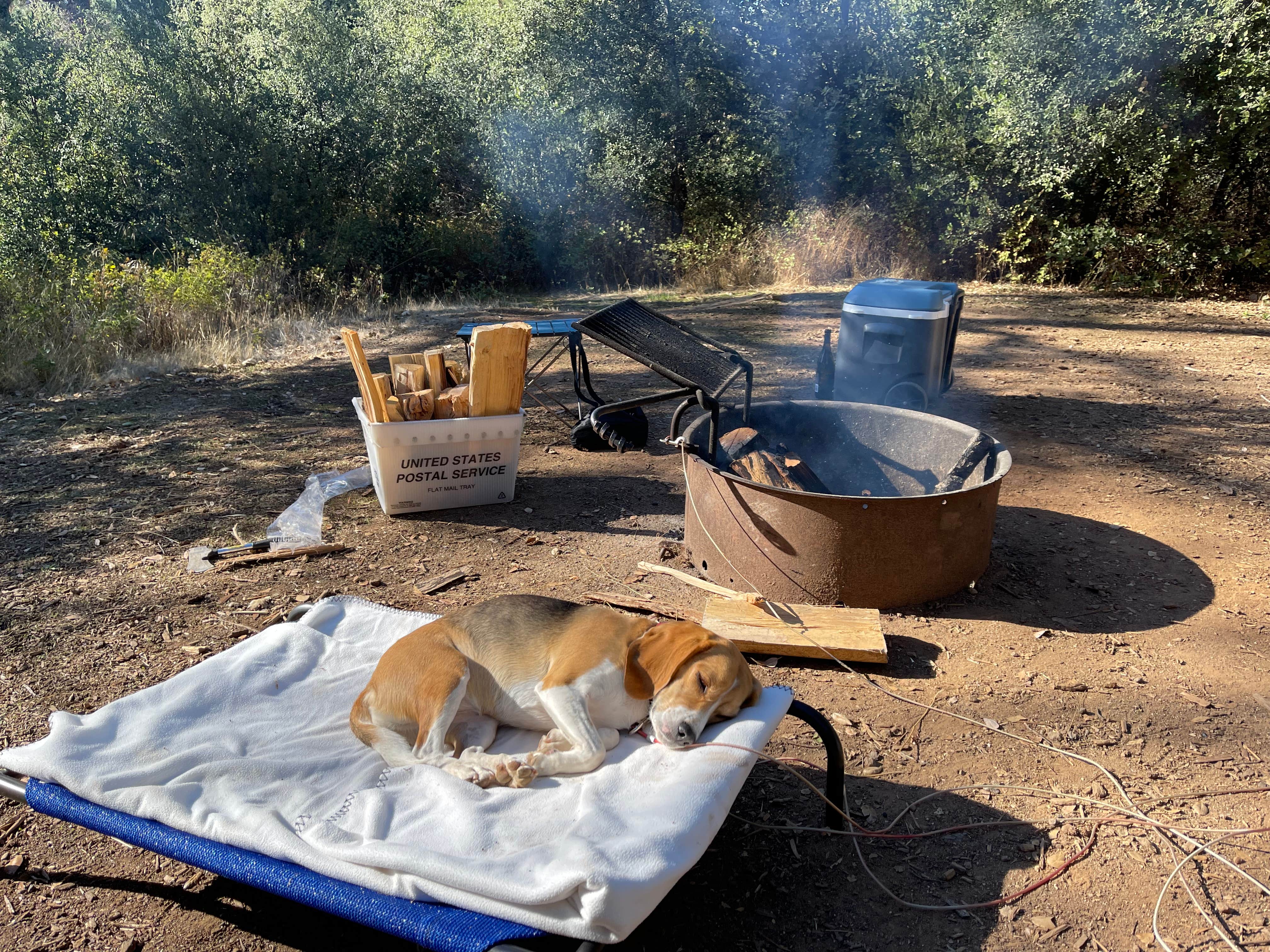 Kramer B.'s photo of camping with pets at William Heise County Park near Ocotillo Wells, CA