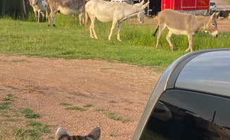 David N.'s photo of camping with pets at Cripple Creek Hospitality House & RV Park near Guffey, CO