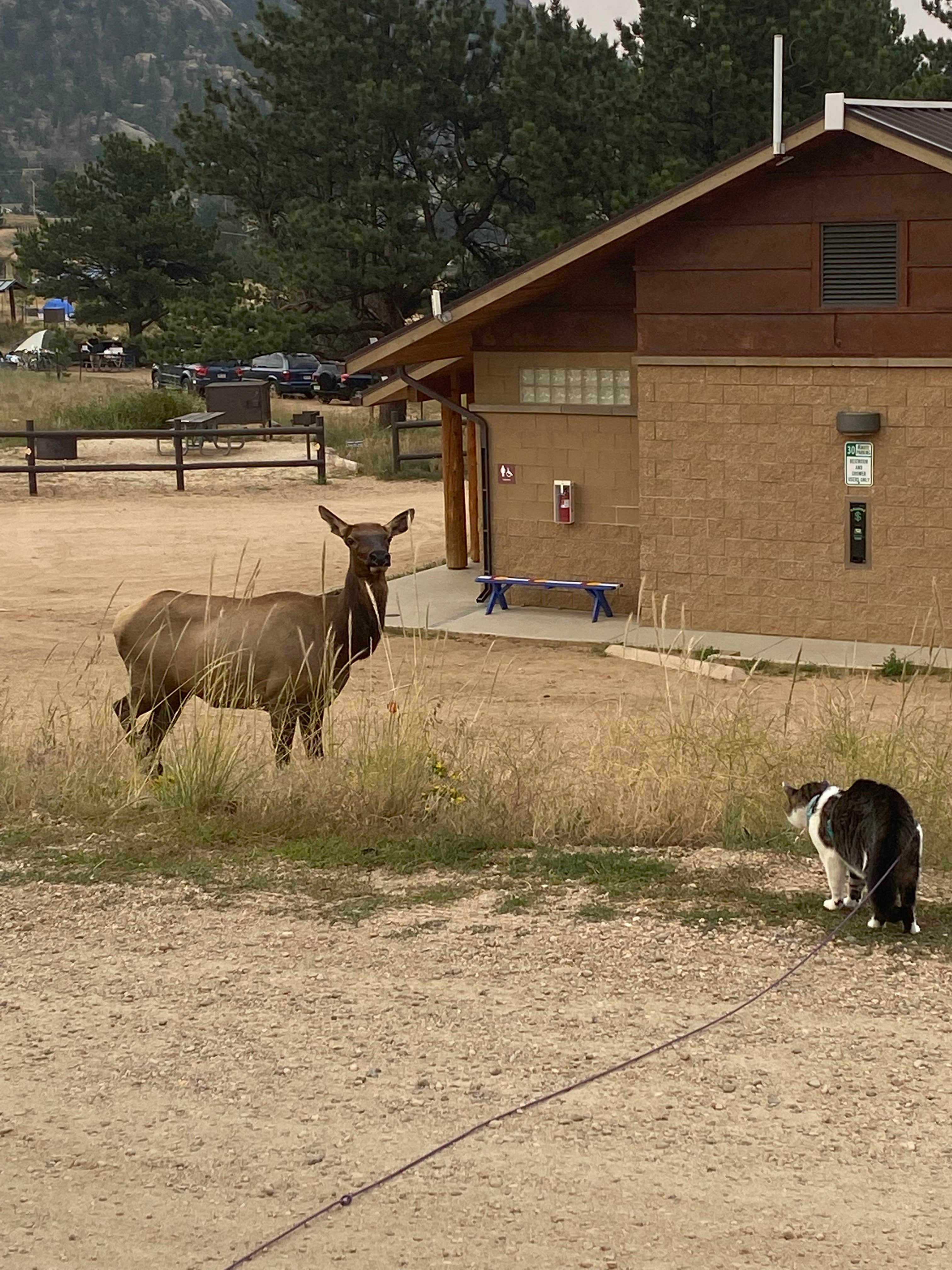 David N.'s photo of camping with pets at Estes Park Campground at Mary's Lake near Grand Lake, CO