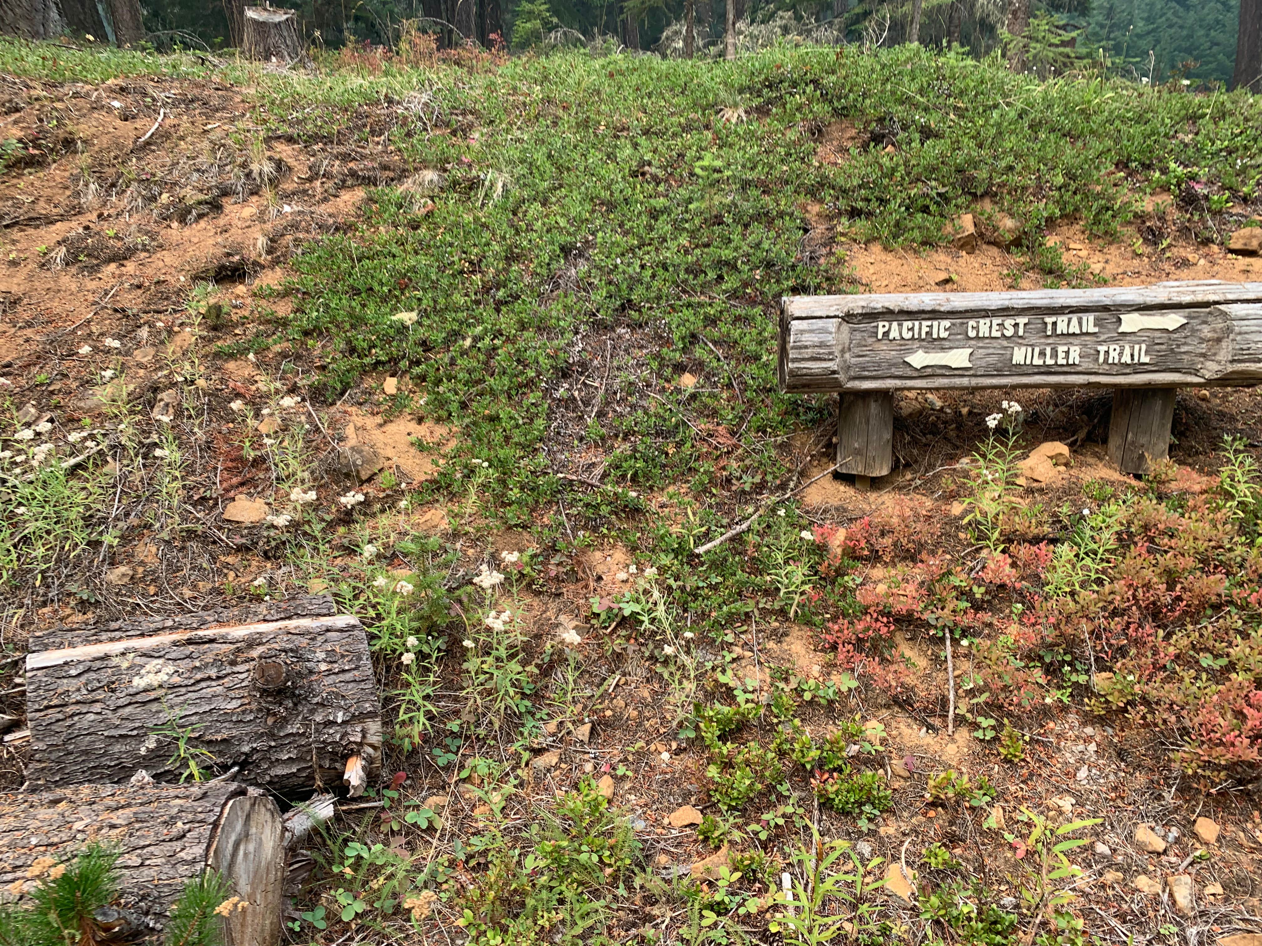 Camper submitted image from Historic Clackamas Ranger Station - Dispersed Camping - Roadside - 5