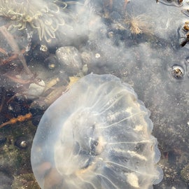 jellyfish from the cove