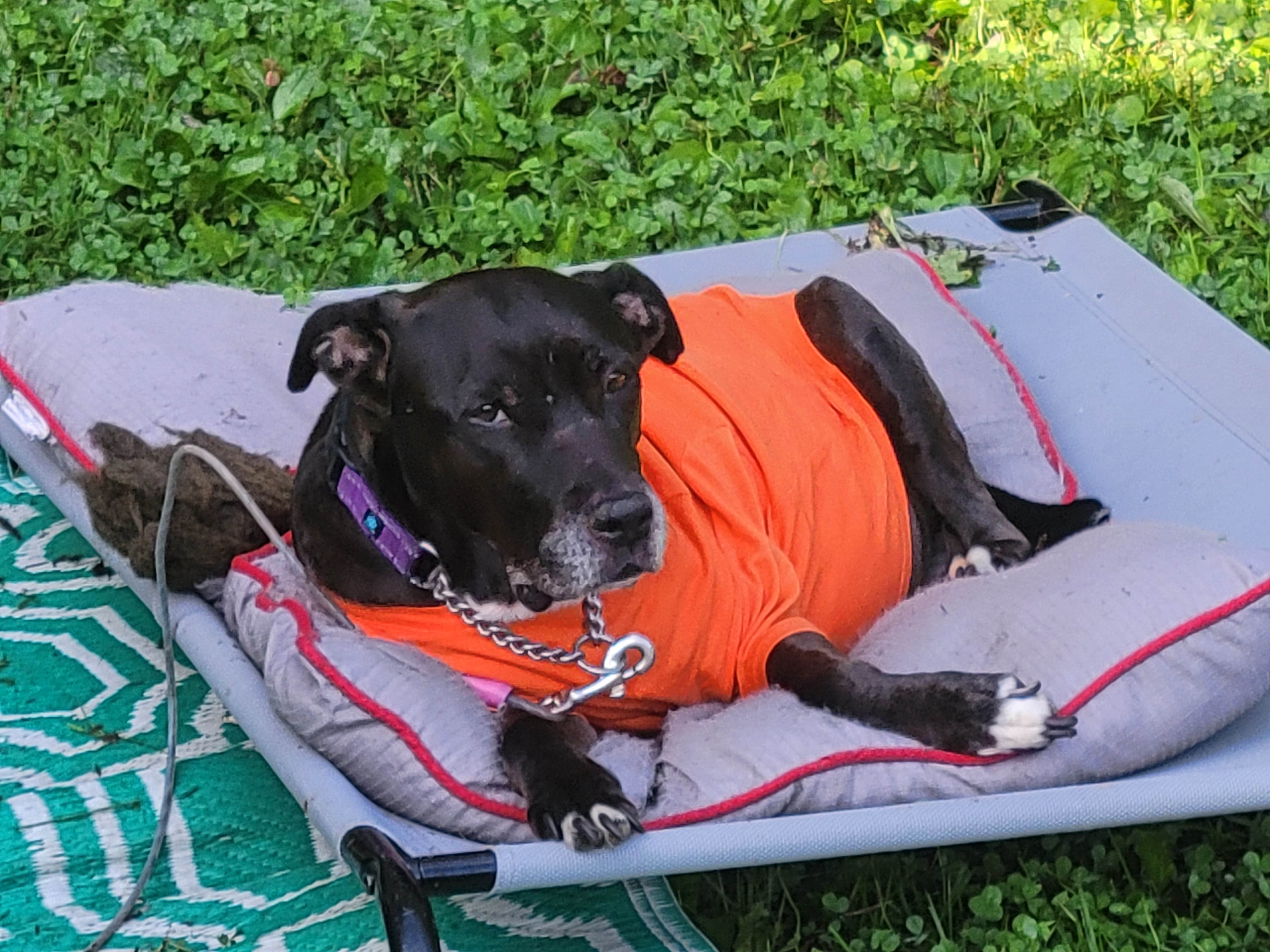 Jen R.'s photo of camping with pets at Codorus State Park Campground near York, PA