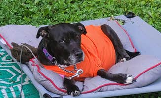 Jen R.'s photo of camping with pets at Codorus State Park Campground near Parkville, MD