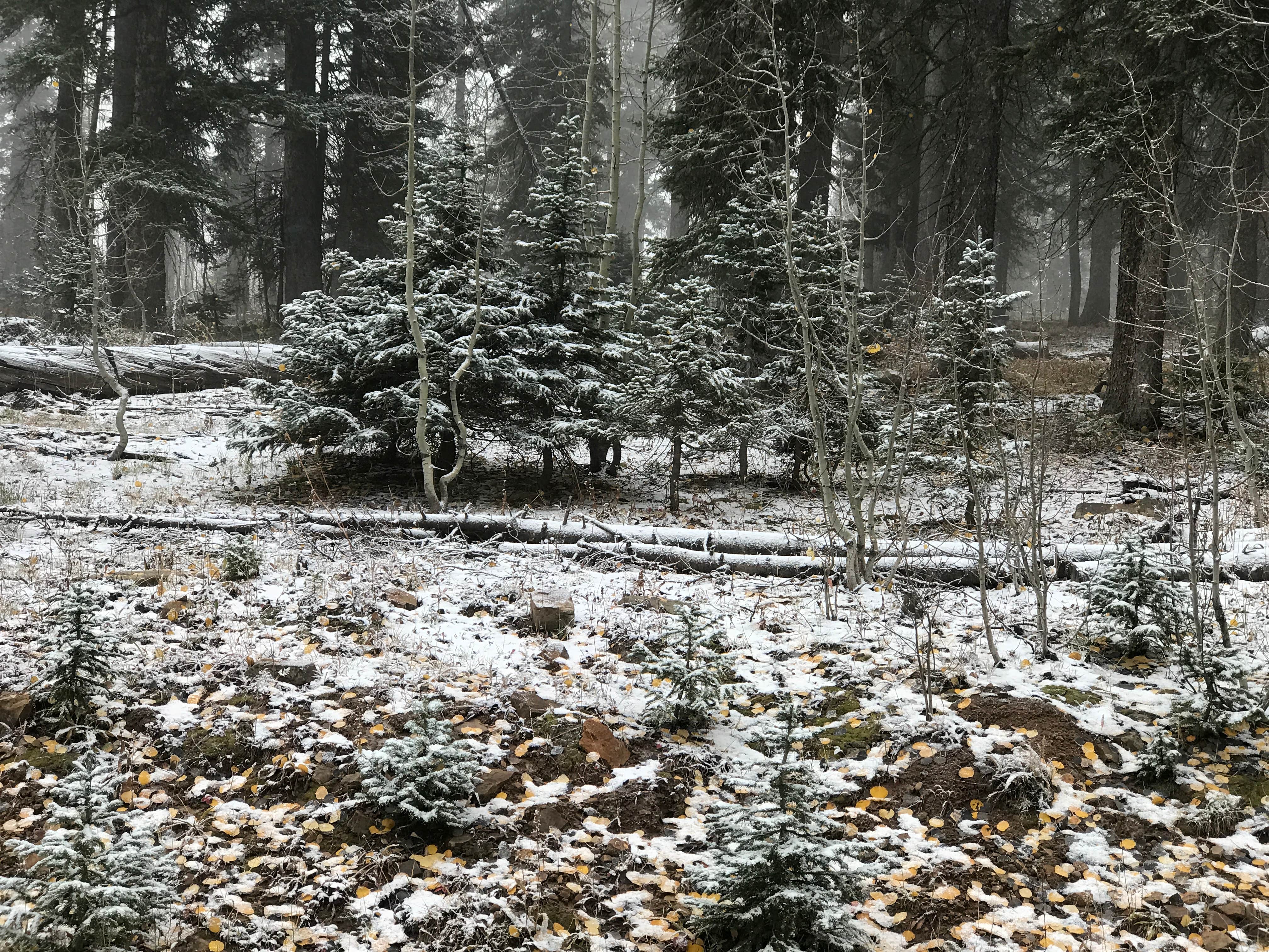 Camper-submitted photo at Iron Springs Campground near Grand Mesa, Uncompahgre and Gunnison National Forests