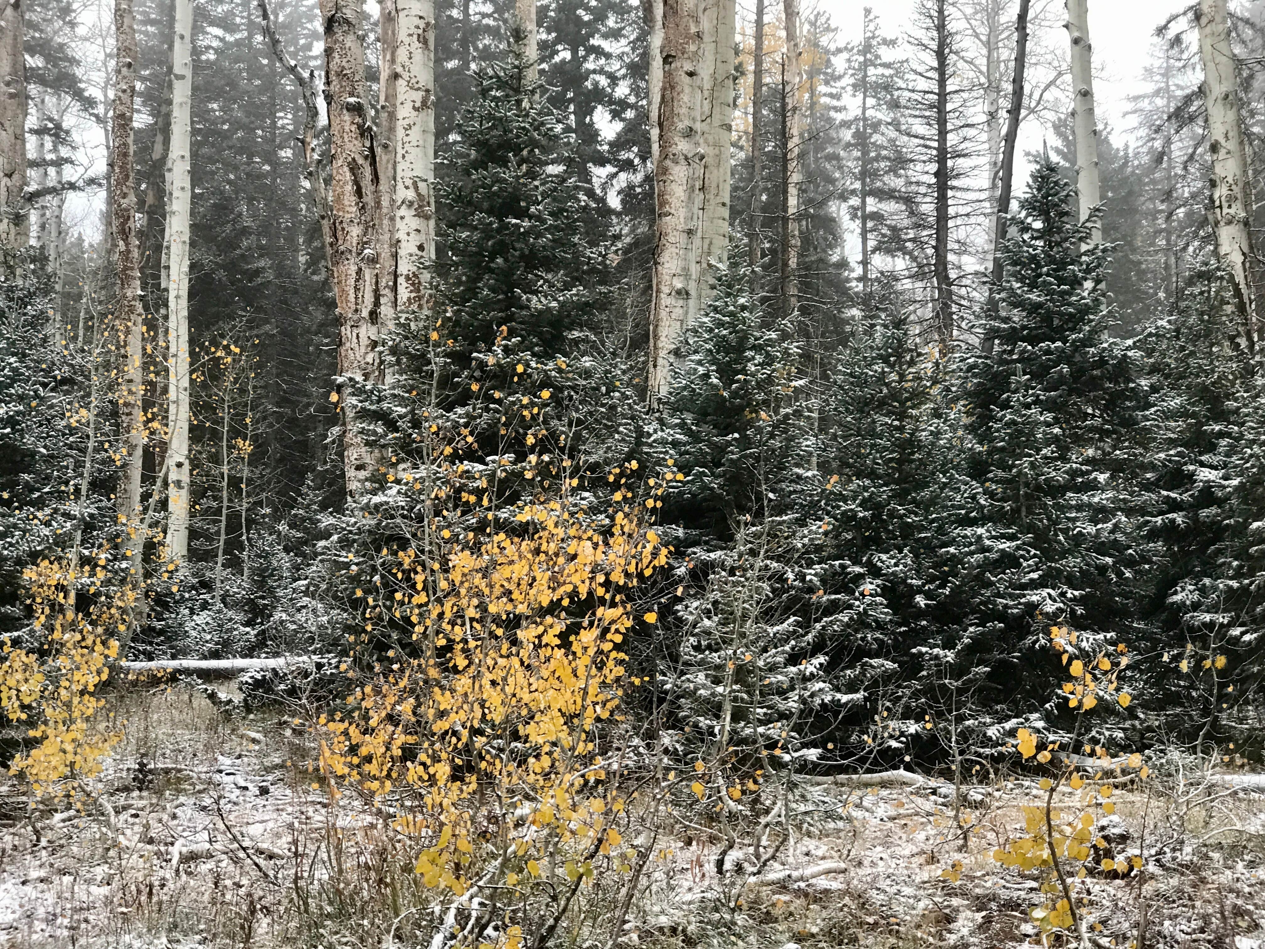 Camper-submitted photo at Iron Springs Campground near Grand Mesa, Uncompahgre and Gunnison National Forests