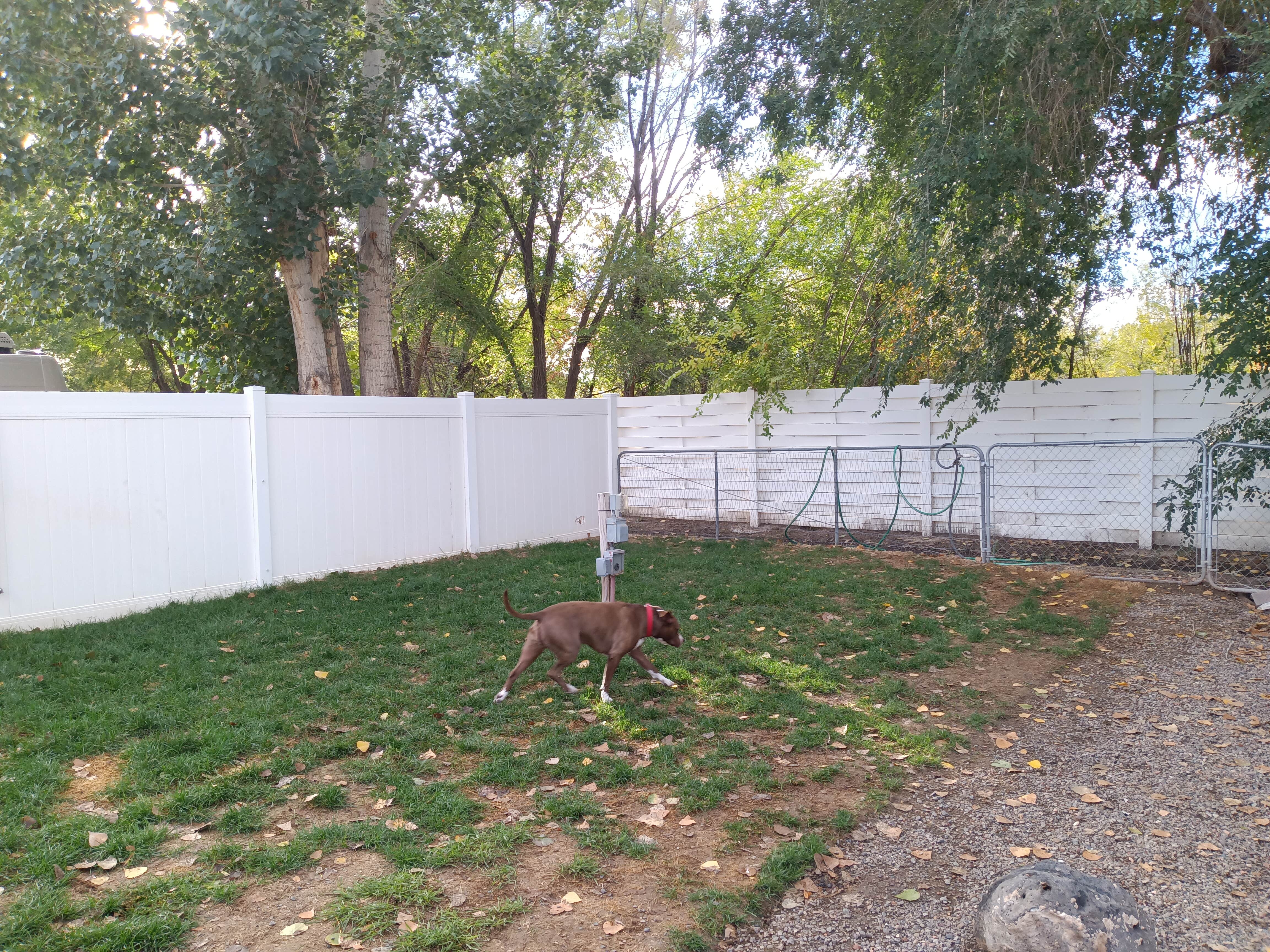 carri's photo of camping with pets at Monument RV Park near Grand Junction, CO