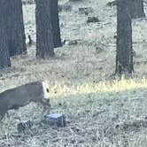 Review photo of Buckeye Campground by Frank  M., October 13, 2021