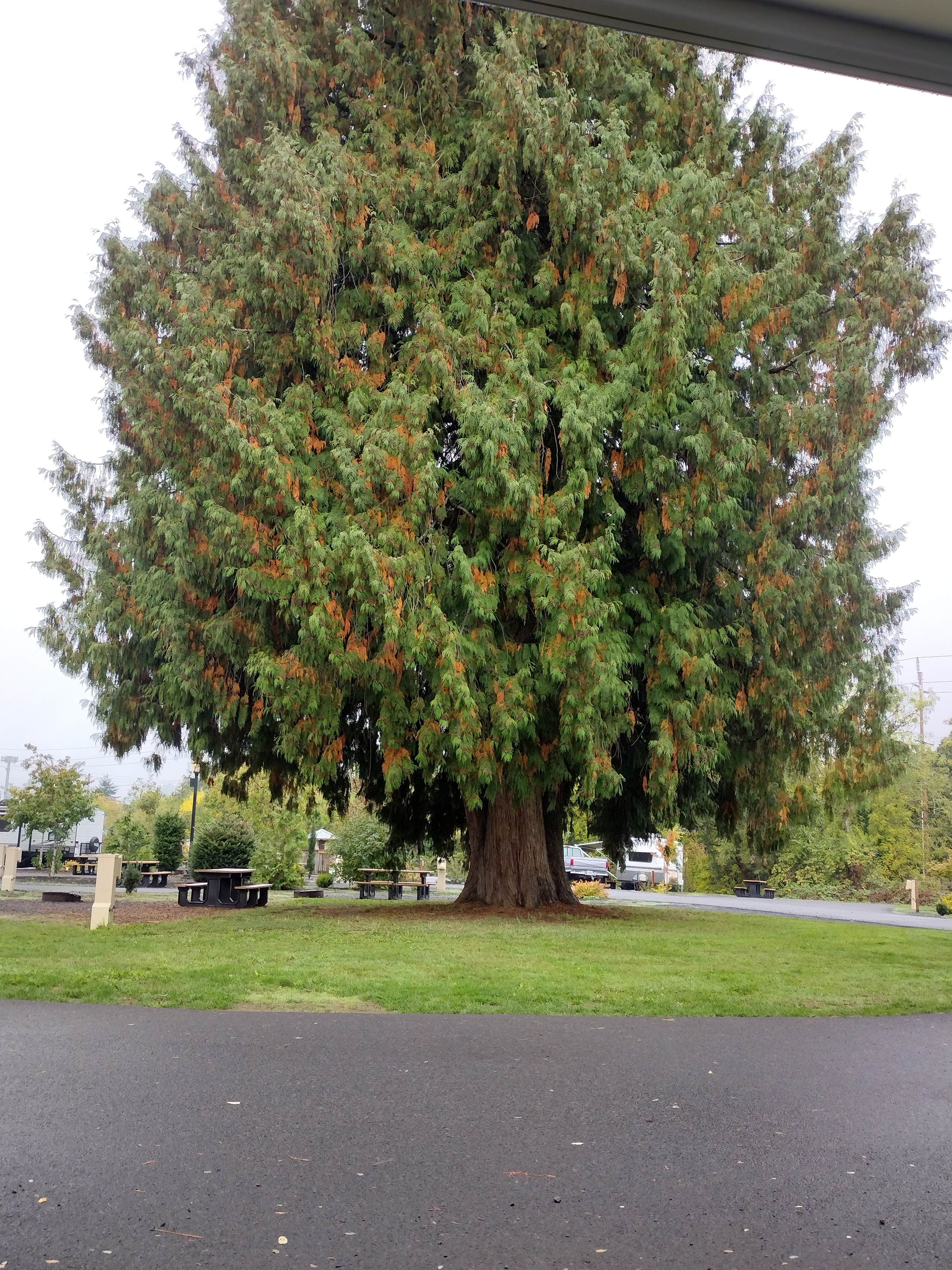 Camper-submitted photo at Bayport RV Park and Campground near Woodland, WA