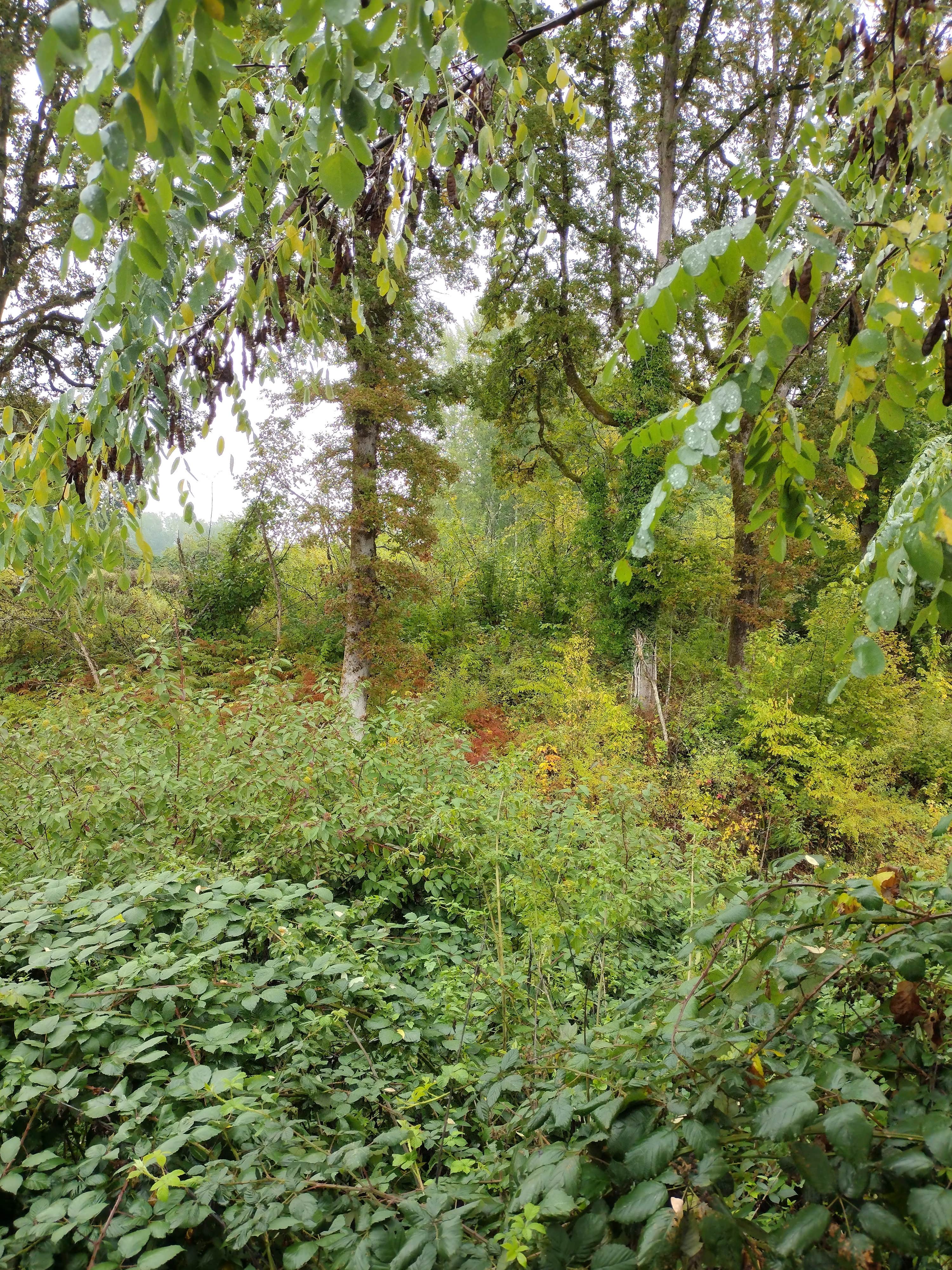 Camper-submitted photo at Bayport RV Park and Campground near Battle Ground, WA