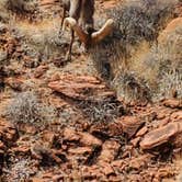 Review photo of Atlatl Rock Campground — Valley of Fire State Park by Mike C., October 13, 2021