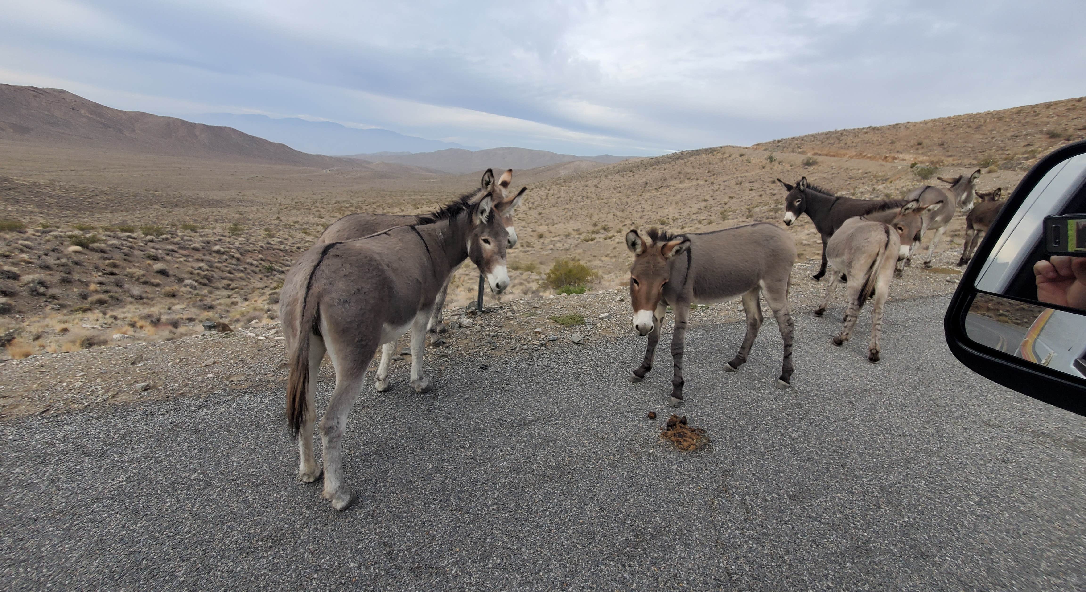 Wild Donkeys standing beside car near Wildrose Campground in Death Valley National Park