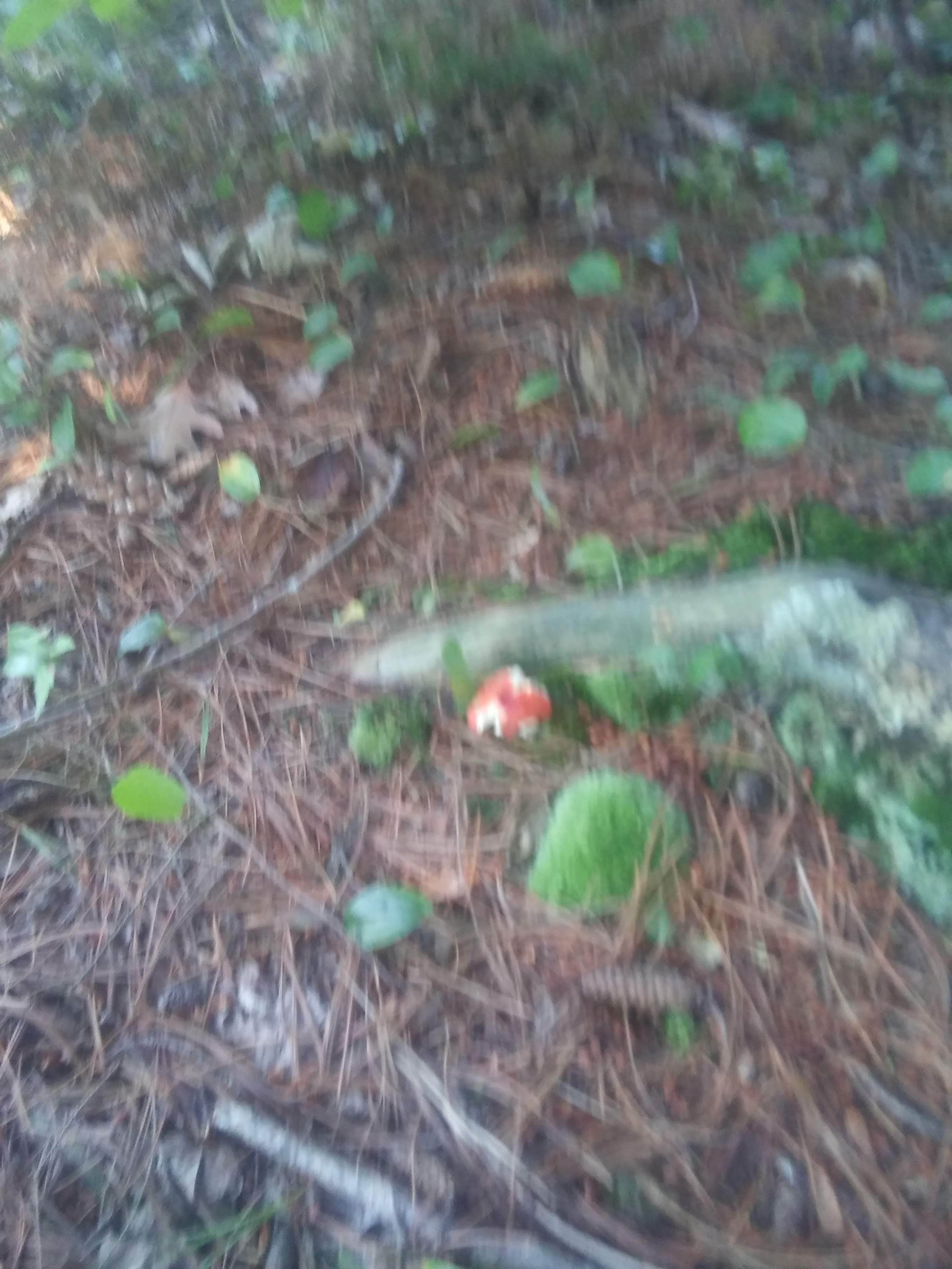 Camper submitted image from Underdown Campground - 3