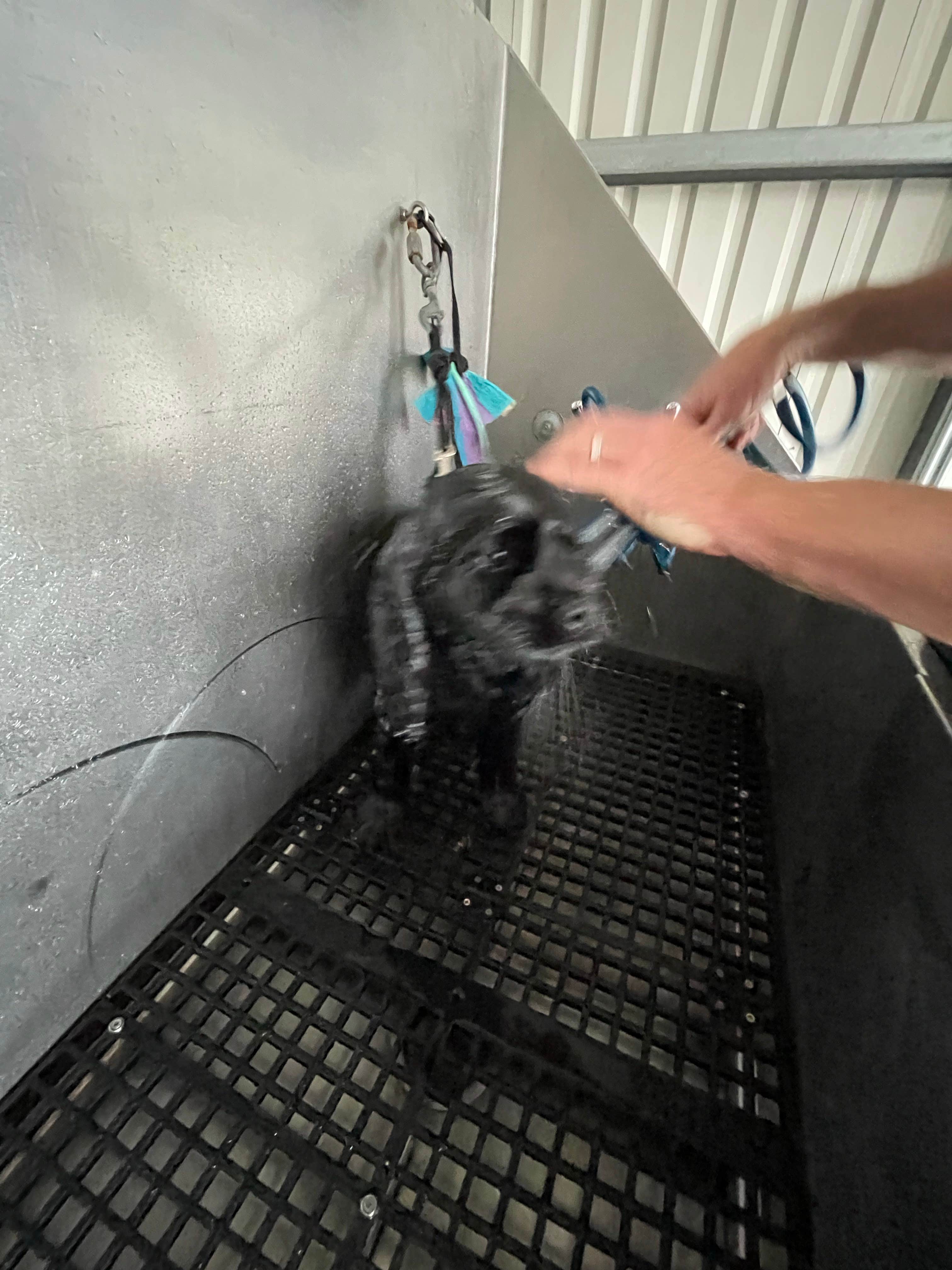Rachel S.'s photo of camping with pets at Eastlake RV Resort near Houston, TX
