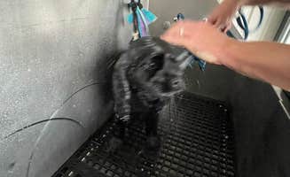 Rachel S.'s photo of camping with pets at Eastlake RV Resort near Bellaire, TX