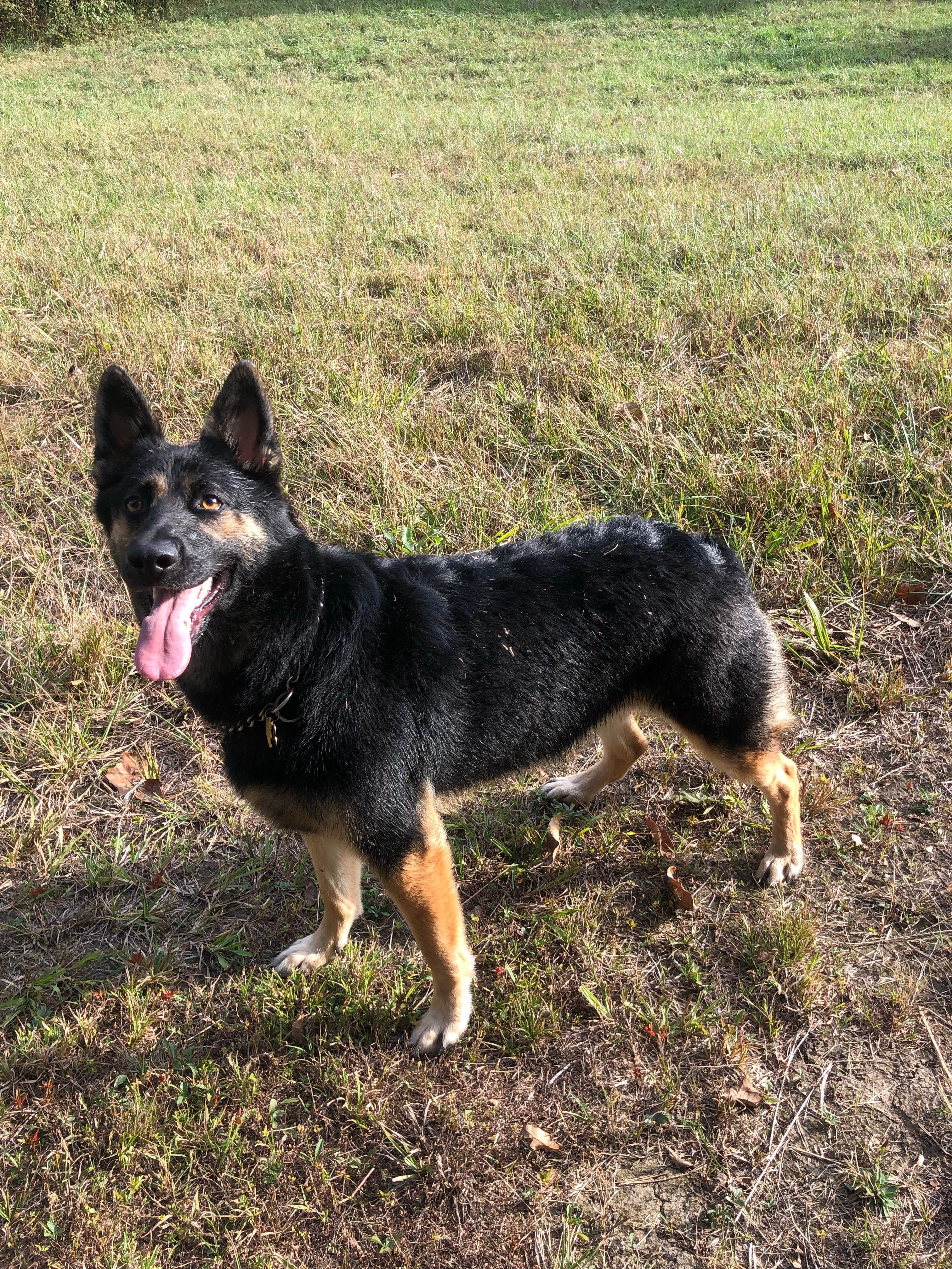 Malcolm's photo of camping with pets at Haven Hollow RV Park near St. James, MO
