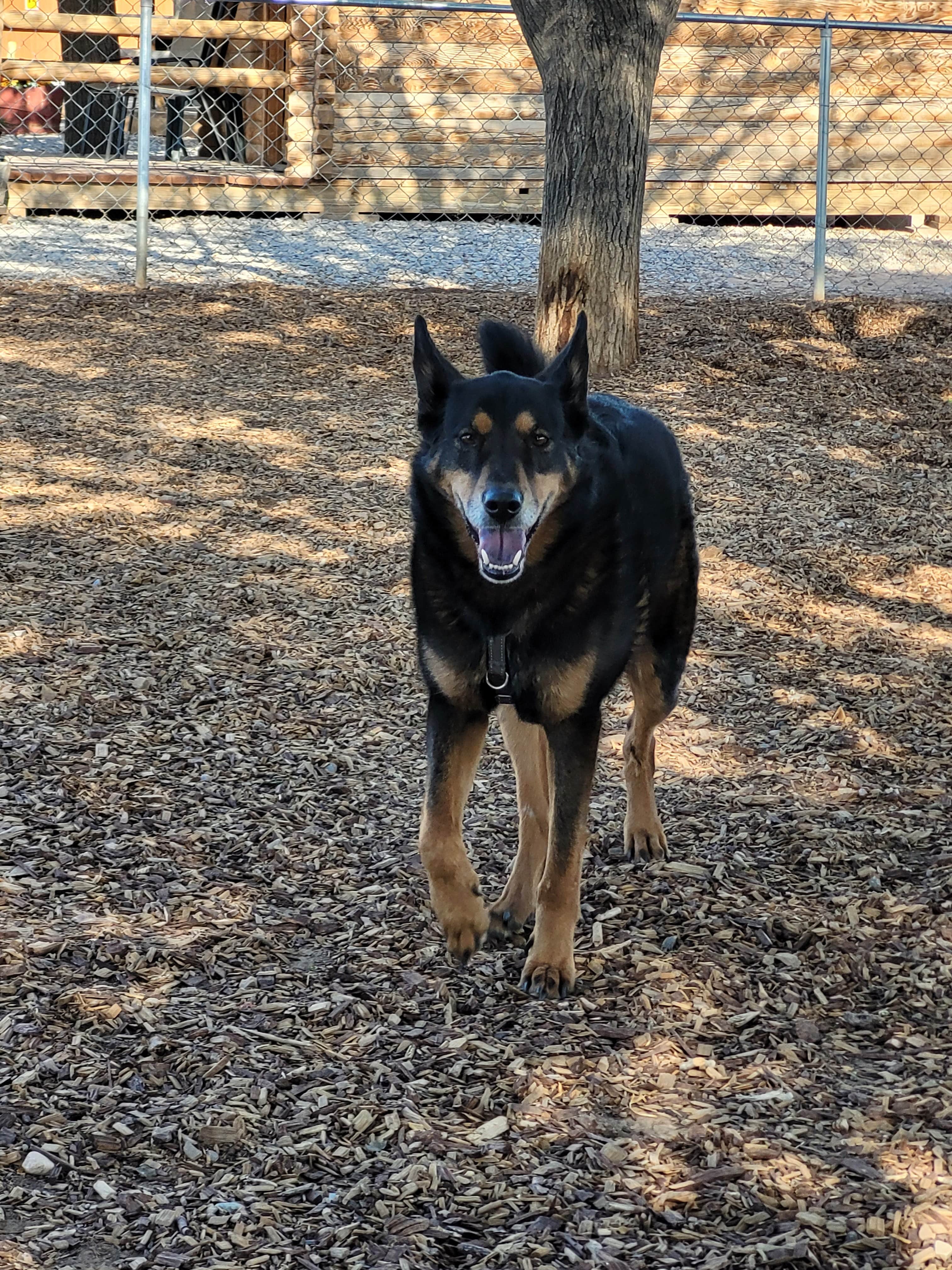 Christy C.'s photo of camping with pets at Alamogordo / White Sands KOA near Cloudcroft, NM