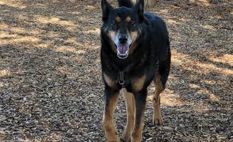 Christy C.'s photo of camping with pets at Alamogordo / White Sands KOA near Alamogordo, NM