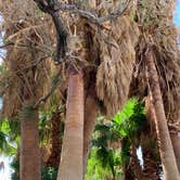 Review photo of Saline Valley Dispersed Camping by Kharis O., October 14, 2021