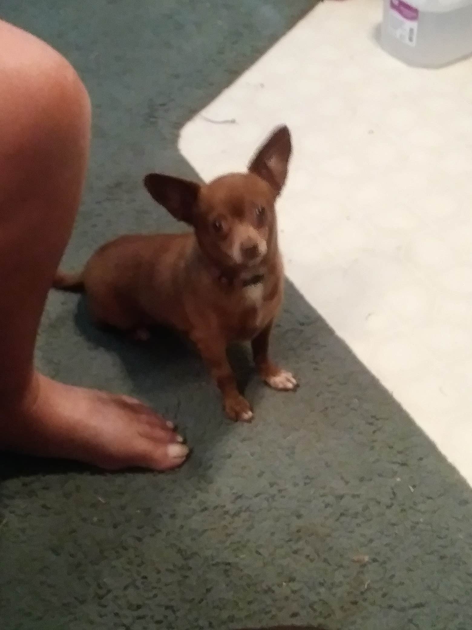 Teresa P.'s photo of camping with pets at Riveredge RV Park near Sevierville, TN