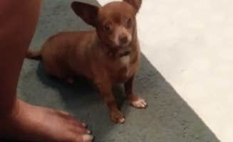 Teresa P.'s photo of camping with pets at Riveredge RV Park near Pigeon Forge, TN