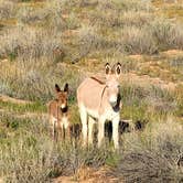 Review photo of Homolovi State Park Campground by Kloee S., October 14, 2021