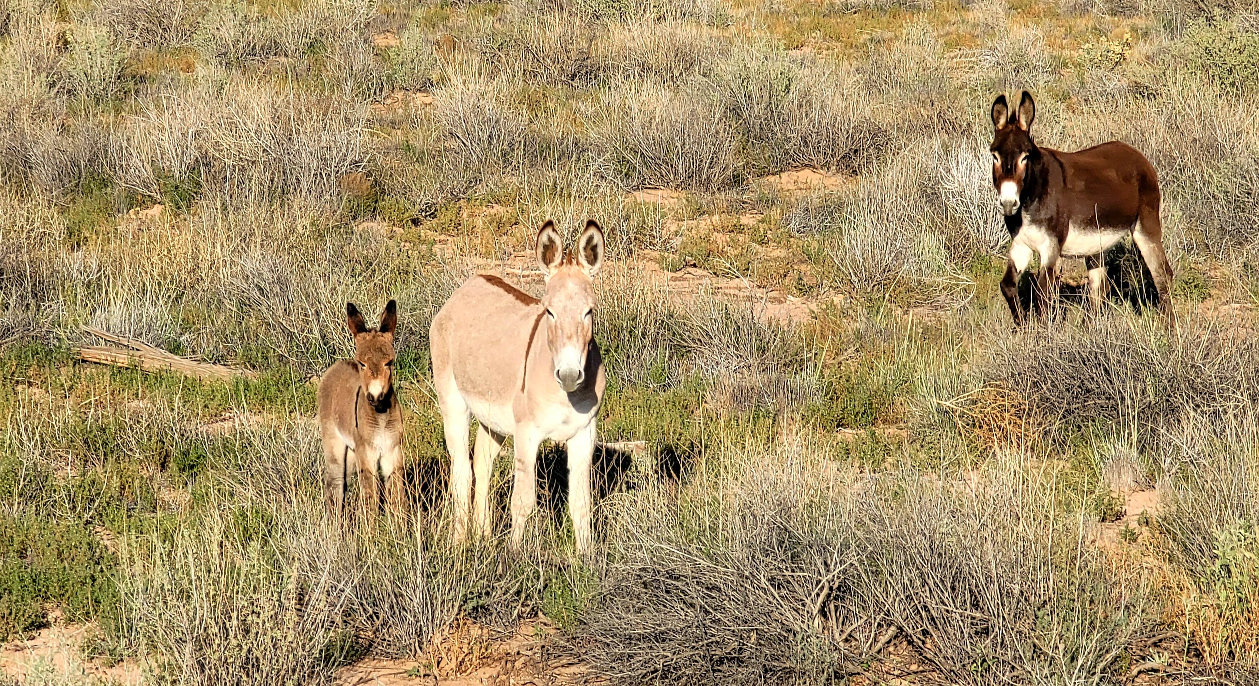 Donkeys in Field near Homolovi State Park Campground in Petrified Forest National Park