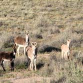 Review photo of Homolovi State Park Campground by Kloee S., October 14, 2021