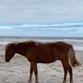 Review photo of Assateague Island National Seashore Oceanside Campground by Callie D., October 14, 2021