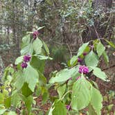 Review photo of Kiptopeke State Park Campground by Callie D., October 15, 2021