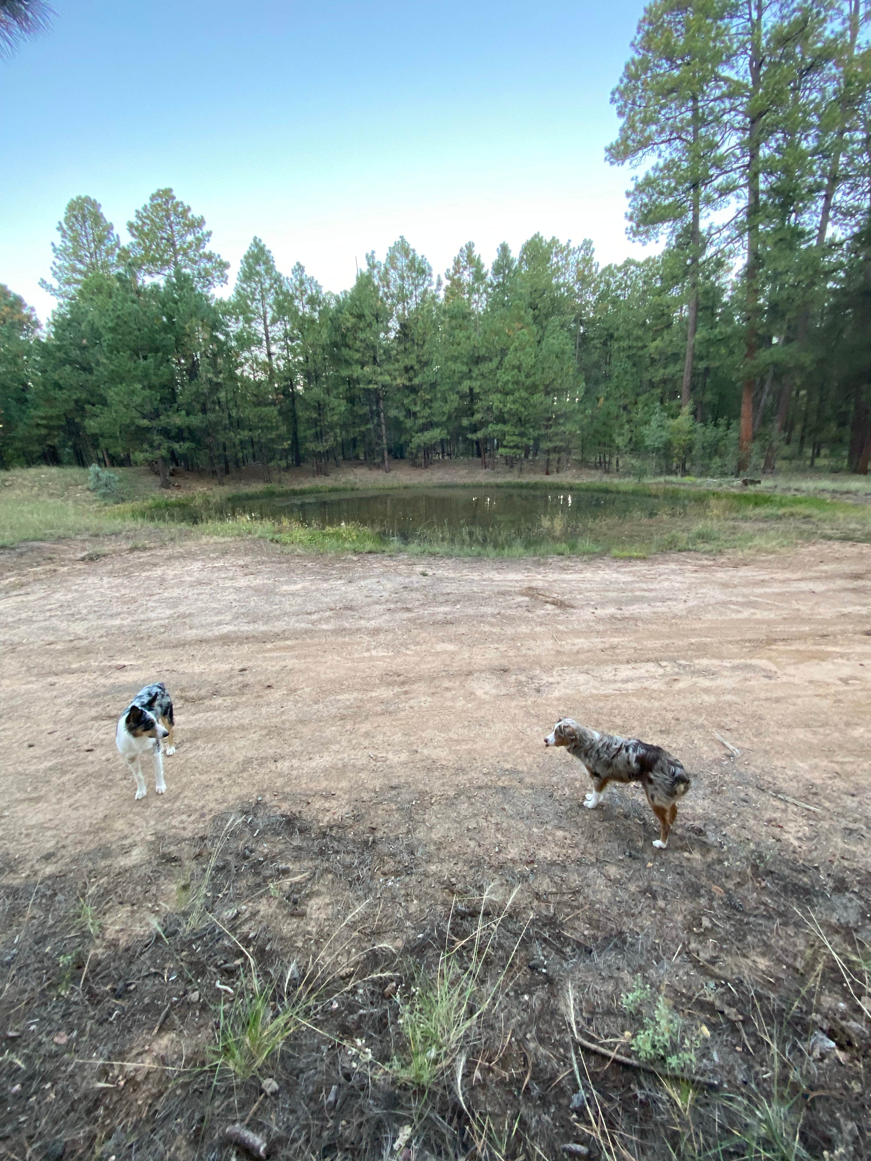 Alex H.'s photo of camping with pets at FS 609 - Dispersed Camping near Strawberry, AZ