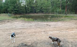 Alex H.'s photo of camping with pets at FS 609 - Dispersed Camping near Strawberry, AZ