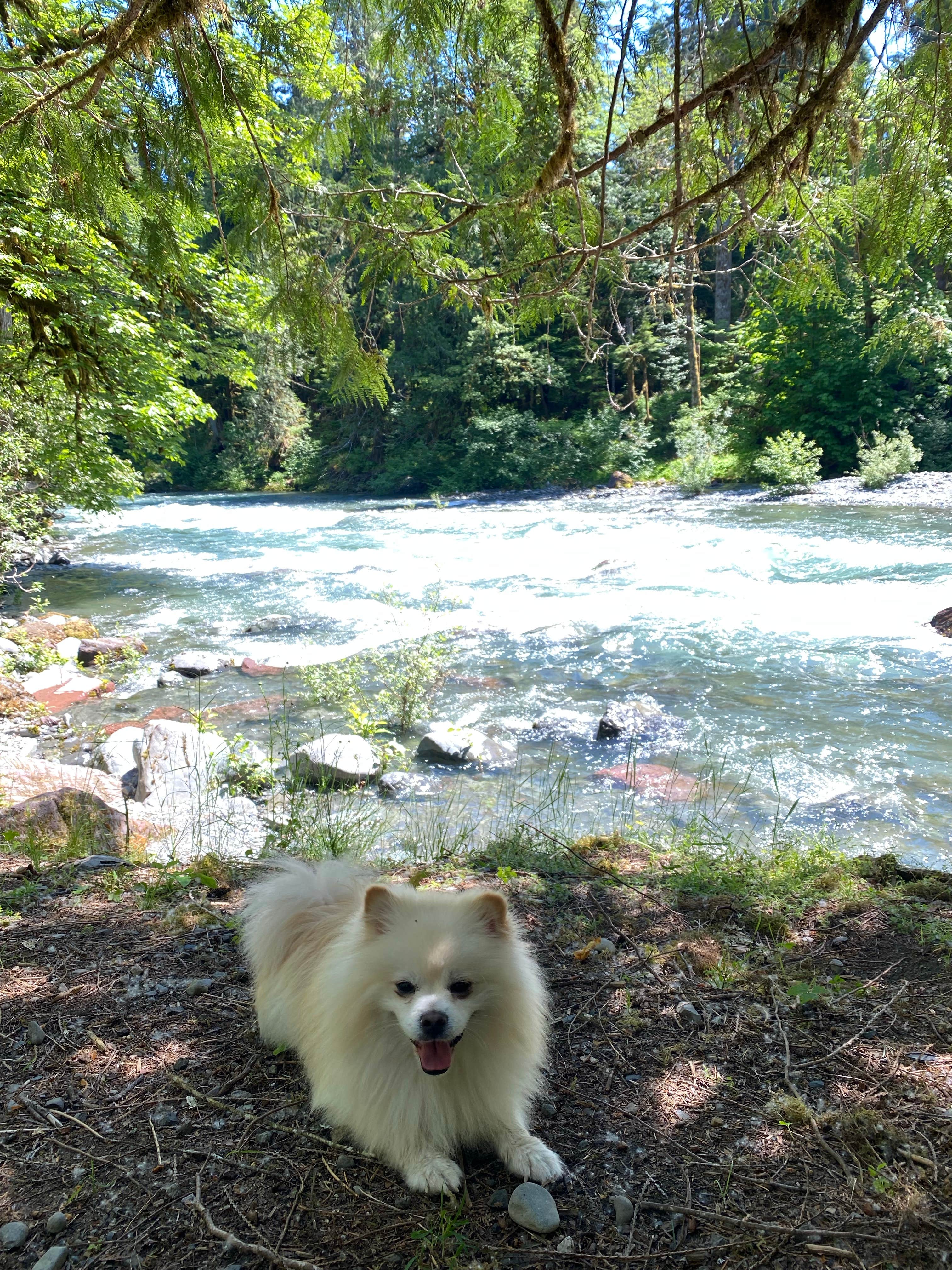 Samantha H.'s photo of camping with pets at Staircase Campground — Olympic National Park near Olympic National Forest