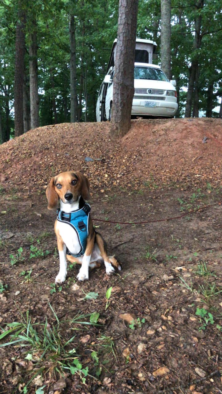 Richard C.'s photo of camping with pets at Jomeokee Campground near Germanton, NC