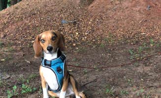 Richard C.'s photo of camping with pets at Jomeokee Campground near Welcome, NC