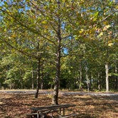 Review photo of Allaire State Park - TEMPORARILY CLOSED by Lisa D., October 15, 2021
